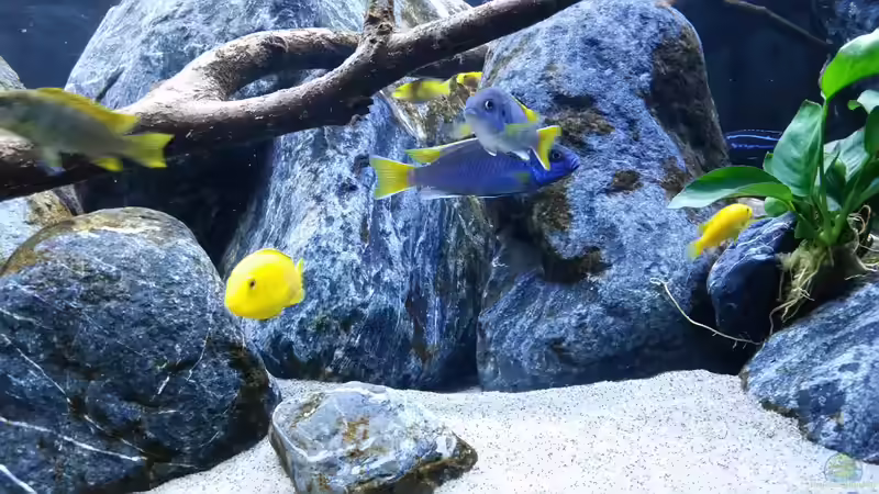 Besatz im Aquarium Mbuna Resort von Volker Nause (18)