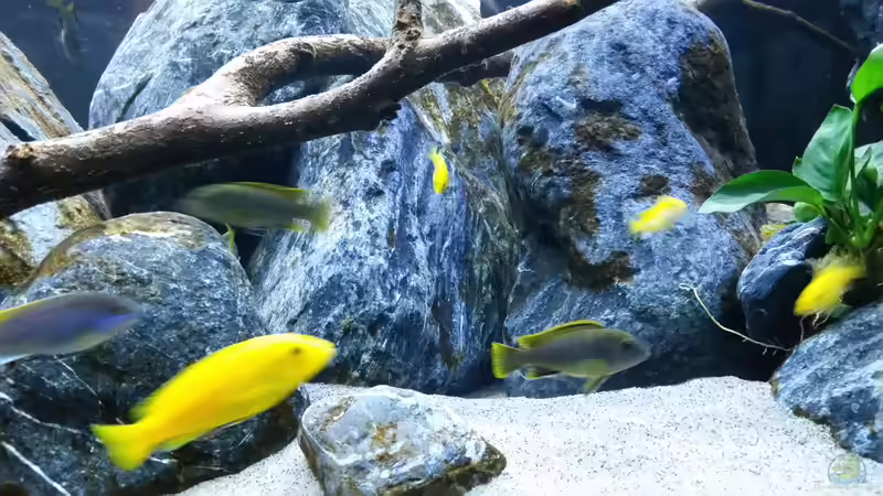 Besatz im Aquarium Mbuna Resort von Volker Nause (19)