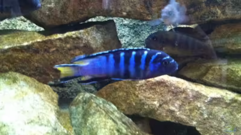 Besatz im Aquarium Mbuna Rocks von Green Zebra (21)