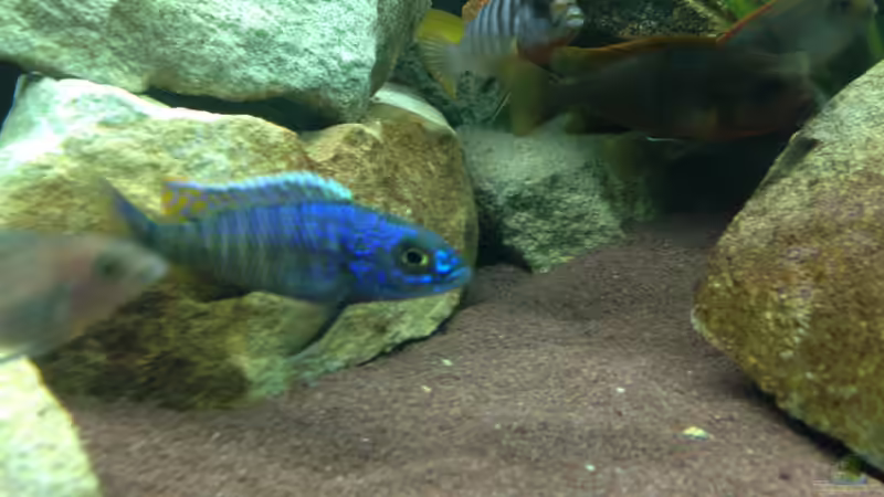 Besatz im Aquarium Mbuna Rocks von Green Zebra (27)