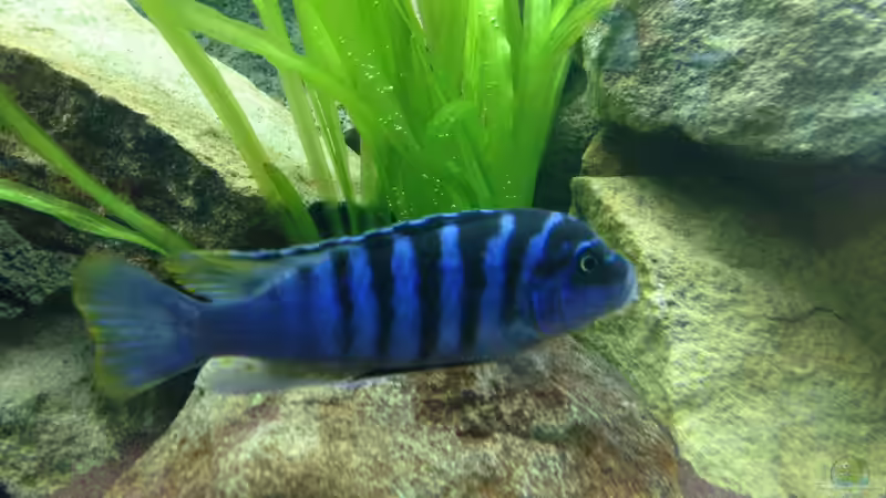 Besatz im Aquarium Mbuna Rocks von Green Zebra (28)