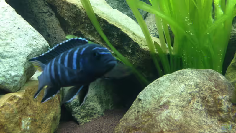 Besatz im Aquarium Mbuna Rocks von Green Zebra (29)