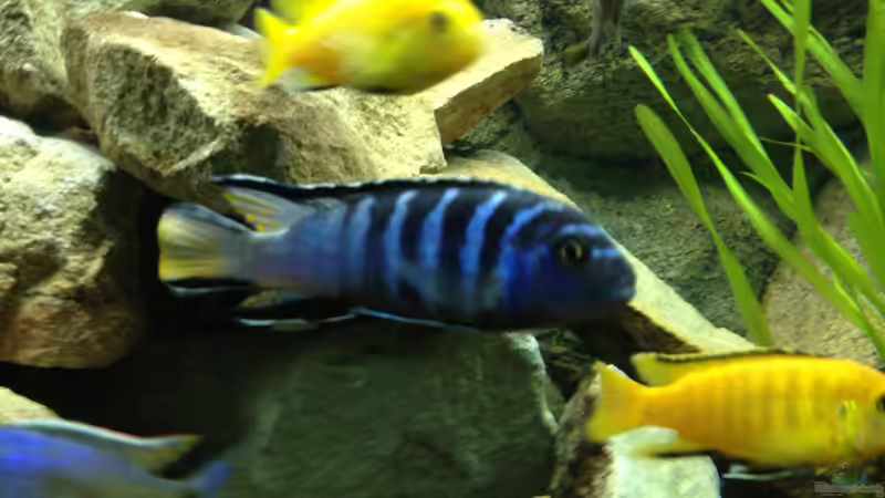 Besatz im Aquarium Mbuna Rocks von Green Zebra (30)