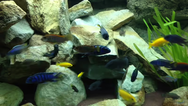 Besatz im Aquarium Mbuna Rocks von Green Zebra (31)