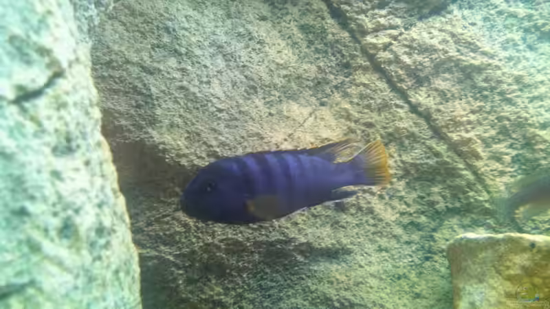 Besatz im Aquarium Mbuna Rocks von Green Zebra (32)