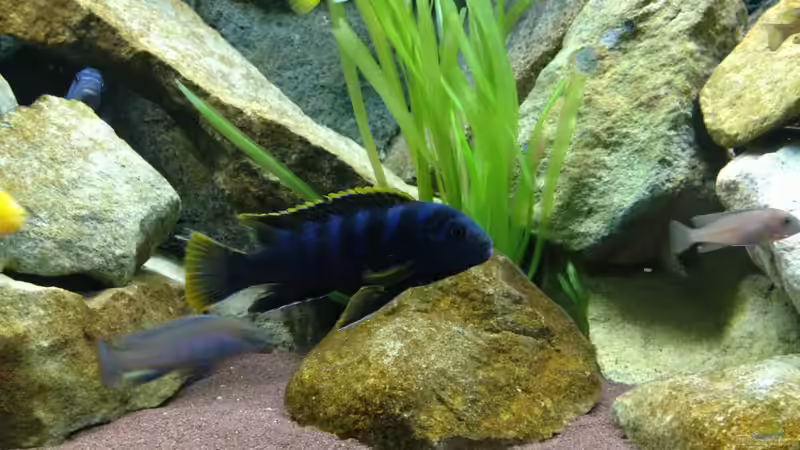 Besatz im Aquarium Mbuna Rocks von Green Zebra (34)