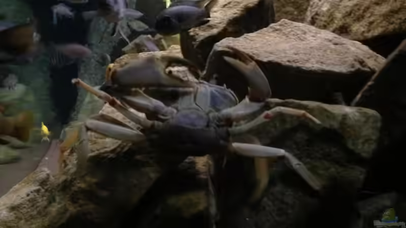 Besatz im Aquarium Mbuna Rocks von Green Zebra (35)