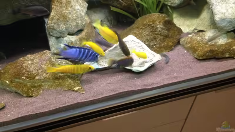 Besatz im Aquarium Mbuna Rocks von Green Zebra (37)