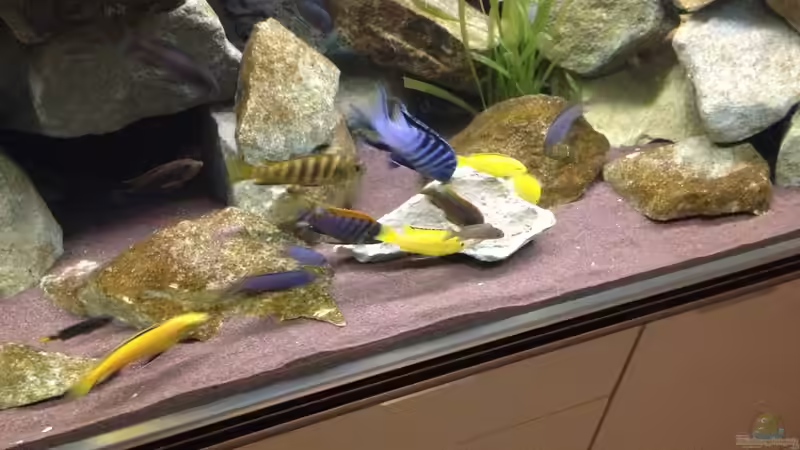 Besatz im Aquarium Mbuna Rocks von Green Zebra (38)