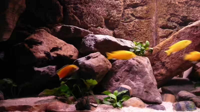 Besatz im Aquarium Mbuna Rocks von Kai Pragal (22)