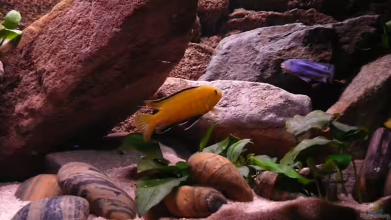 Besatz im Aquarium Mbuna Rocks von Kai Pragal (24)