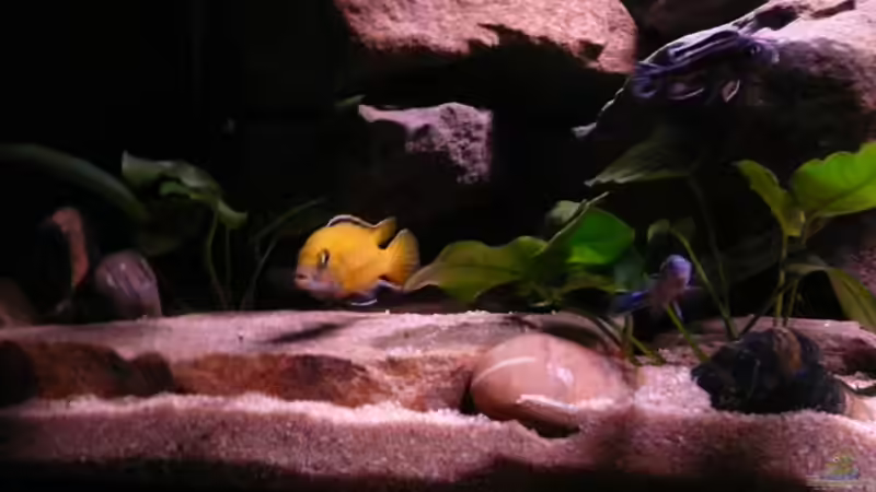 Besatz im Aquarium Mbuna Rocks von Kai Pragal (25)