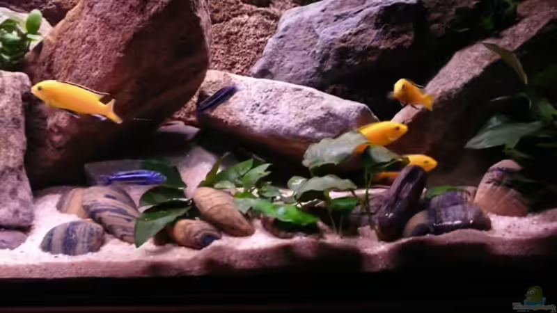 Besatz im Aquarium Mbuna Rocks von Kai Pragal (27)