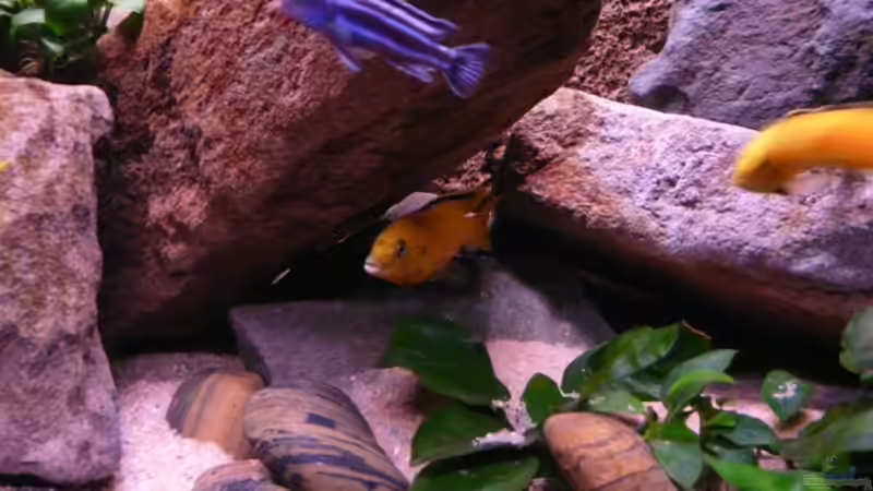 Besatz im Aquarium Mbuna Rocks von Kai Pragal (31)