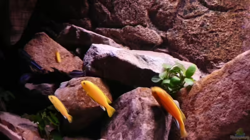 Besatz im Aquarium Mbuna Rocks von Kai Pragal (32)