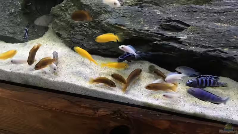 Besatz im Aquarium MBuna Tank von Adrian Krahmer (7)