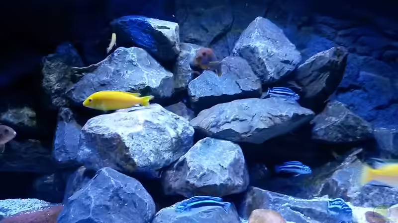 Besatz im Aquarium Mbuna Tempel von Rinsu (16)