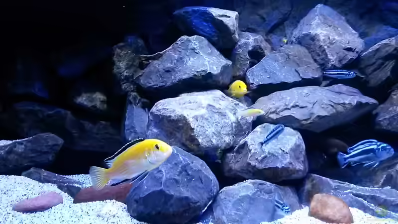 Besatz im Aquarium Mbuna Tempel von Rinsu (17)