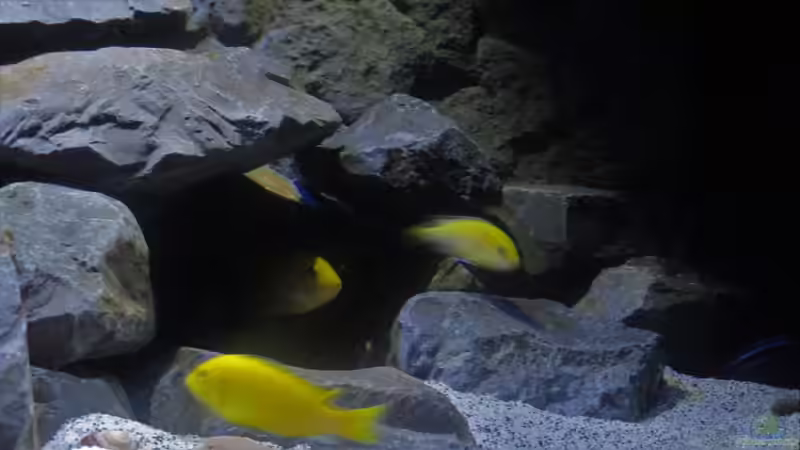 Besatz im Aquarium Mbuna Tempel von Rinsu (19)