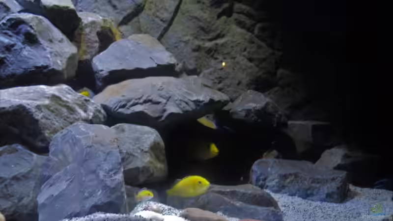 Besatz im Aquarium Mbuna Tempel von Rinsu (20)