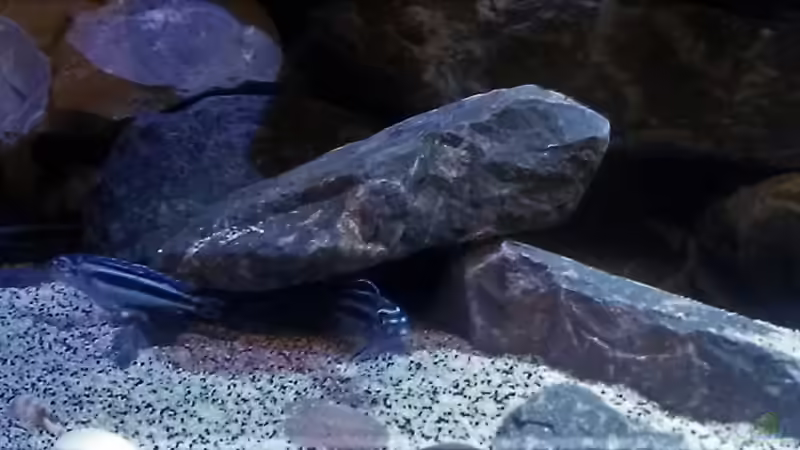 Besatz im Aquarium Mbuna Tempel von Rinsu (21)