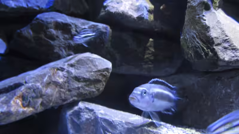 Besatz im Aquarium Mbuna Tempel von Rinsu (23)