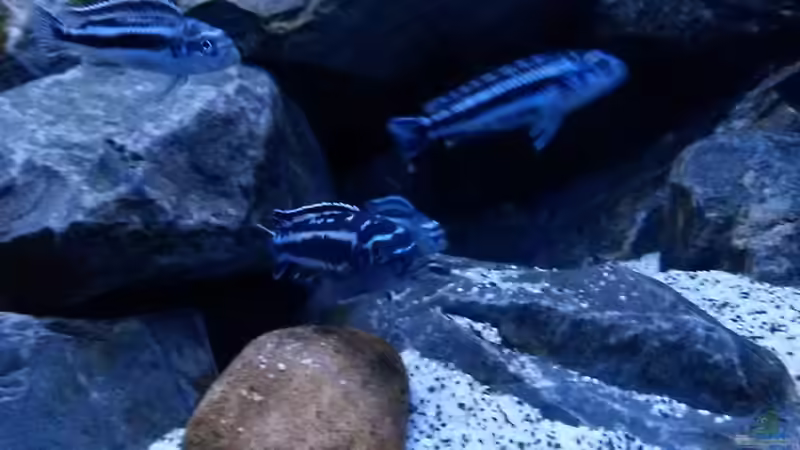 Besatz im Aquarium Mbuna Tempel von Rinsu (26)