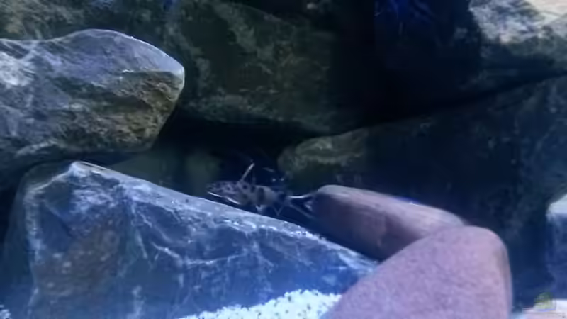 Besatz im Aquarium Mbuna Tempel von Rinsu (27)