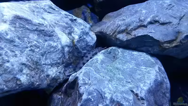 Besatz im Aquarium Mbuna Tempel von Rinsu (29)