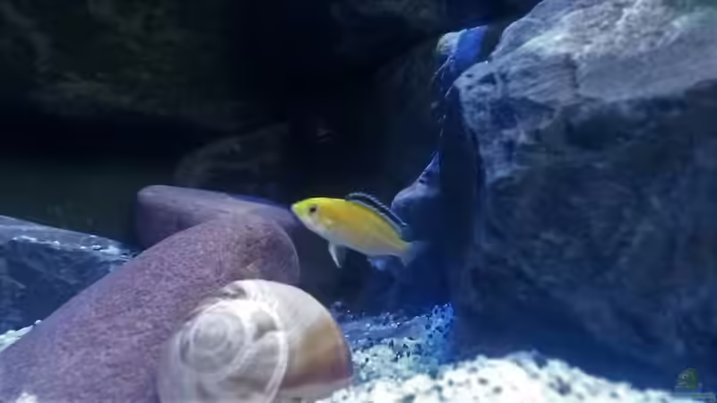 Besatz im Aquarium Mbuna Tempel von Rinsu (30)