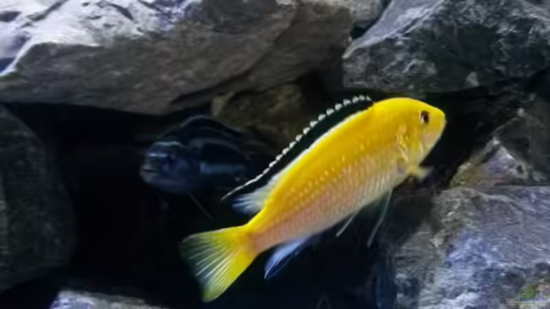 Besatz im Aquarium Mbuna Tempel von Rinsu (31)