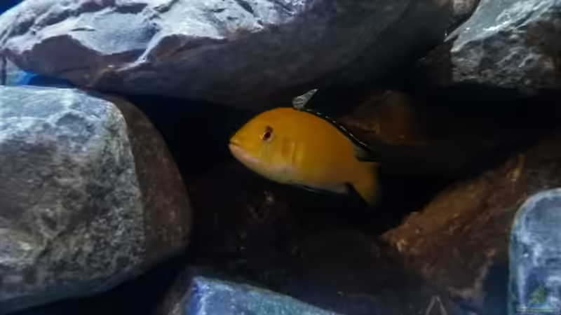 Besatz im Aquarium Mbuna Tempel von Rinsu (32)