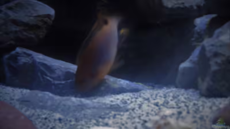 Besatz im Aquarium Mbuna Tempel von Rinsu (36)