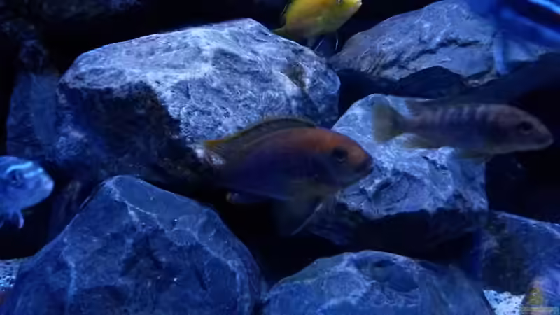 Besatz im Aquarium Mbuna Tempel von Rinsu (37)