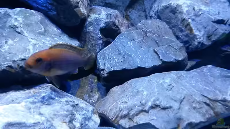 Besatz im Aquarium Mbuna Tempel von Rinsu (38)