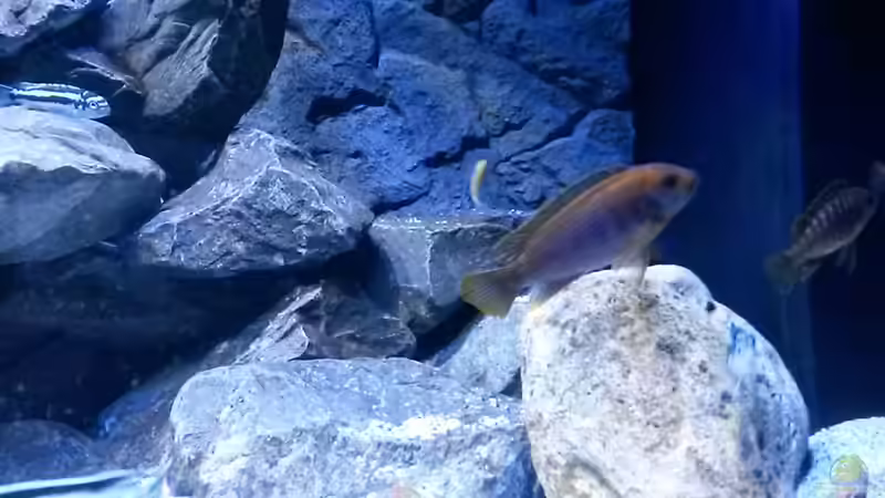 Besatz im Aquarium Mbuna Tempel von Rinsu (39)