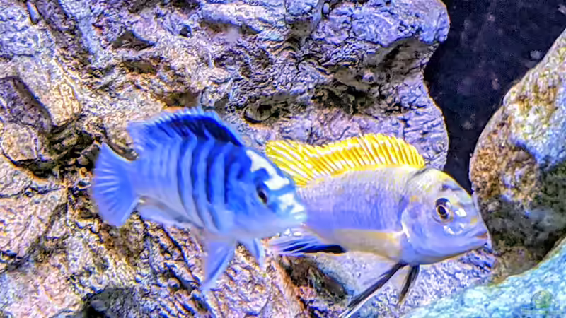 Besatz im Aquarium Mbuna von Thomas Thesing (10)