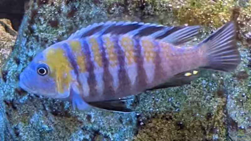 Besatz im Aquarium Mbuna von Thomas Thesing (13)