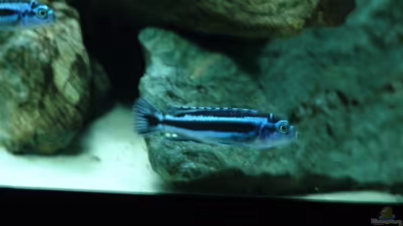 Besatz im Aquarium Mbunabecken von Mbunafan (15)
