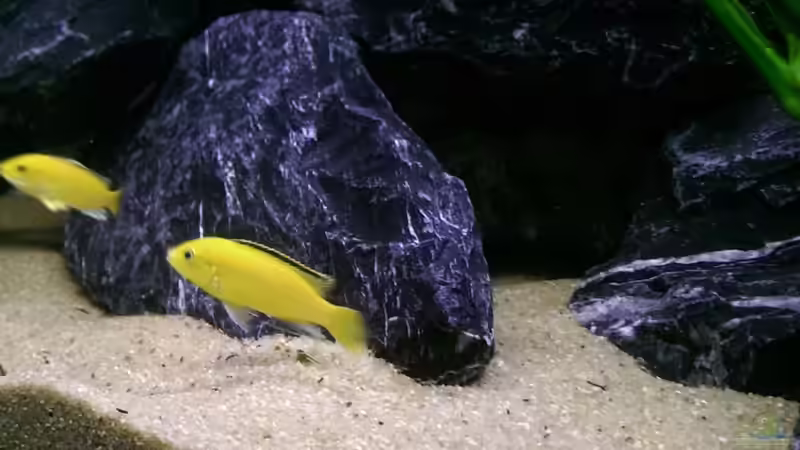 Besatz im Aquarium Mbunas Felslitoral von El Tomo (2)