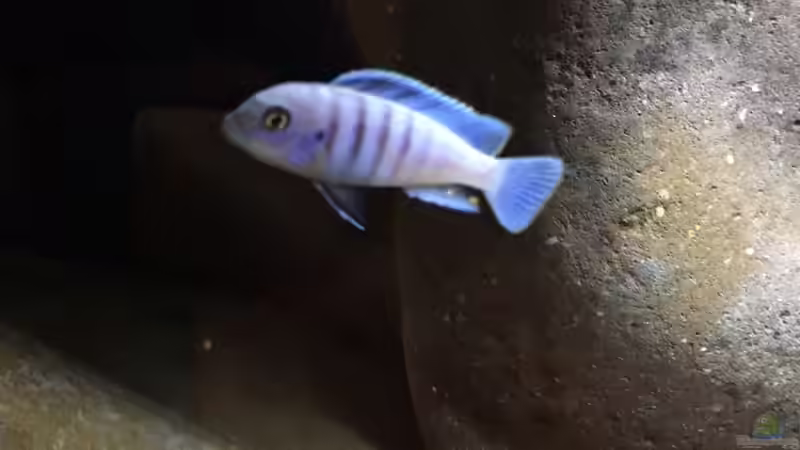 Besatz im Aquarium Mbunas hole von Gary.S.P (3)