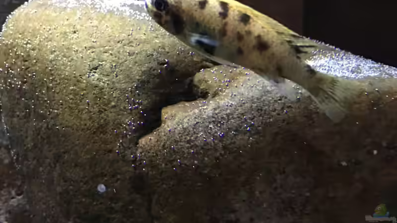 Besatz im Aquarium Mbunas hole von Gary.S.P (4)