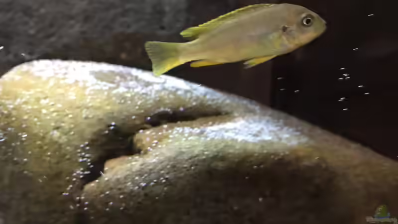 Besatz im Aquarium Mbunas hole von Gary.S.P (5)