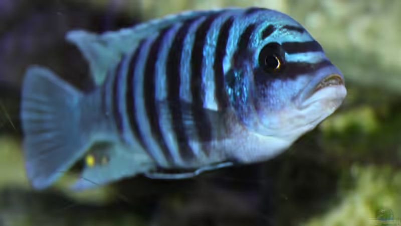 Besatz im Aquarium Mbunas Traum von Dirkan (21)