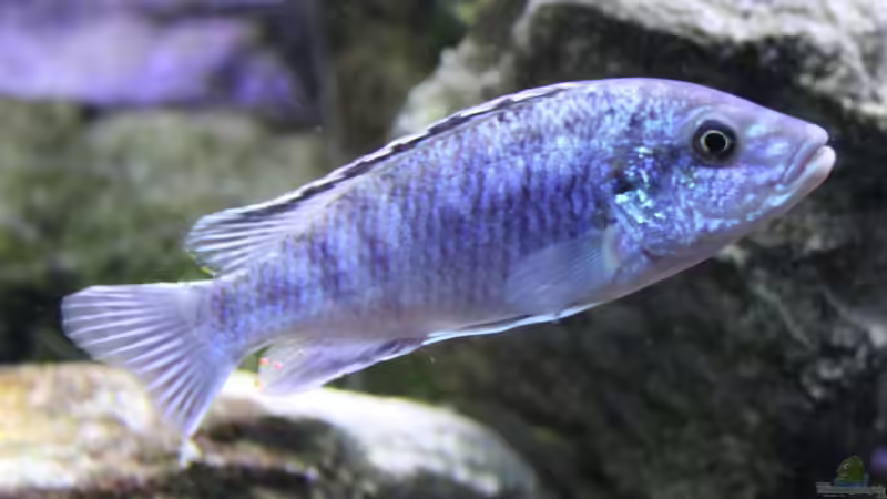 Besatz im Aquarium Mbunas Traum von Dirkan (22)