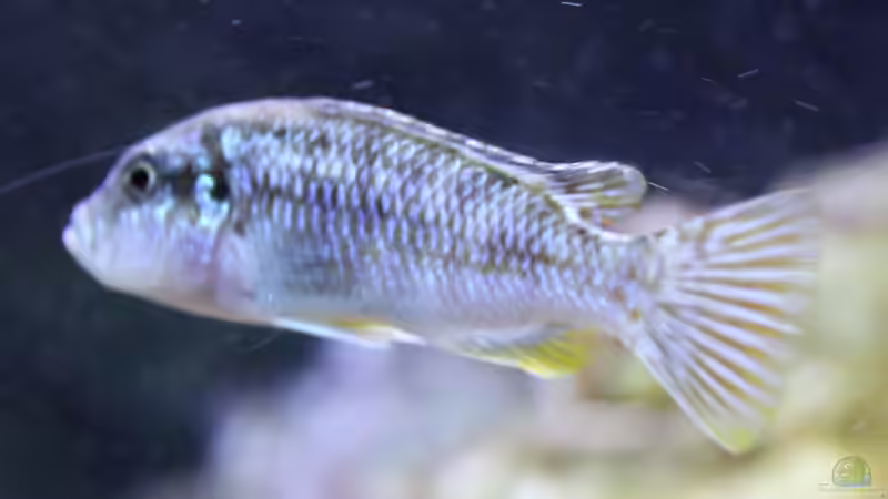 Besatz im Aquarium Mbunas Traum von Dirkan (23)