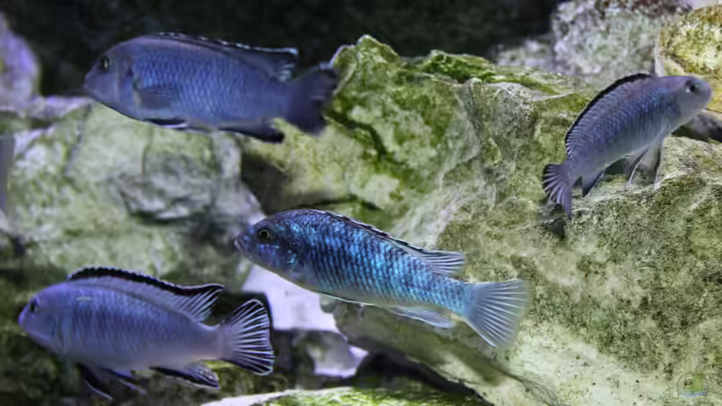 Besatz im Aquarium Mbunas Traum von Dirkan (24)