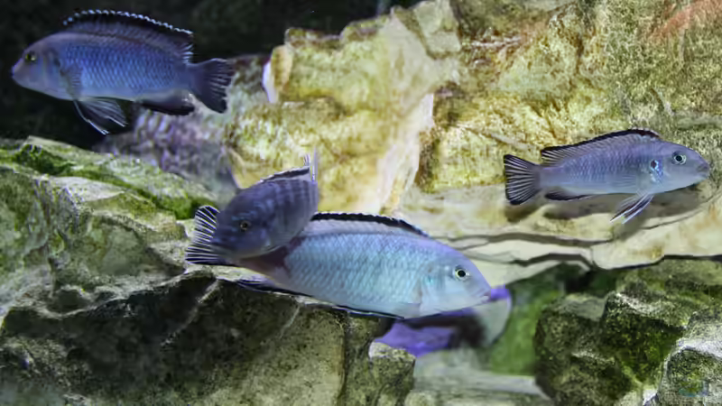 Besatz im Aquarium Mbunas Traum von Dirkan (25)