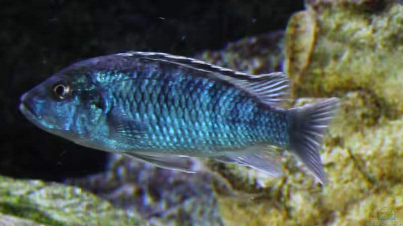 Besatz im Aquarium Mbunas Traum von Dirkan (26)