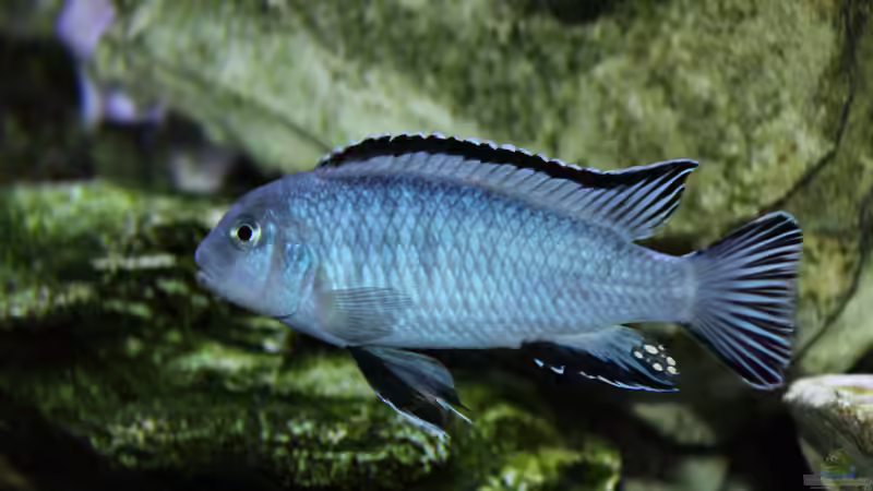 Besatz im Aquarium Mbunas Traum von Dirkan (27)